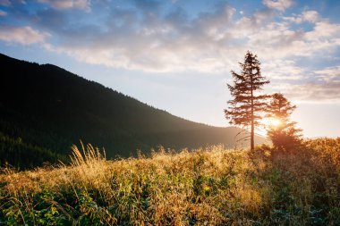 Büyük tepeler ve Alp Vadisi manzarası. Mekan Karpatlar, Ukrayna, Avrupa. Harika bir yaz duvar kâğıdı. Harika bir açık hava tatili. Dünyanın güzelliğini ve vahşi yaşamını keşfedin..
