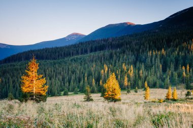 Büyük tepeler ve Alp Vadisi manzarası. Mekan Karpatlar, Ukrayna, Avrupa. Harika bir yaz duvar kâğıdı. Harika bir açık hava tatili. Dünyanın güzelliğini ve vahşi yaşamını keşfedin..
