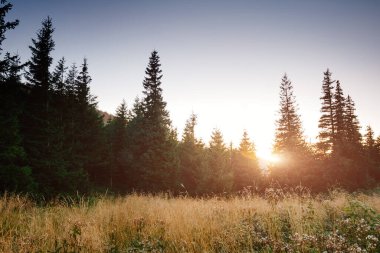 Parlak tepeler ve Alp Vadisi manzarası. Mekan Karpatlar, Ukrayna, Avrupa. Harika bir yaz duvar kâğıdı. Açık havada güneşli bir gün. Dünyanın güzelliğini ve vahşi yaşamını keşfedin..