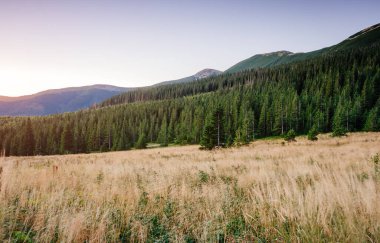 Parlak tepeler ve Alp Vadisi manzarası. Mekan Karpatlar, Ukrayna, Avrupa. Harika bir yaz duvar kâğıdı. Harika bir açık hava tatili. Dünyanın güzelliğini ve vahşi yaşamını keşfedin..