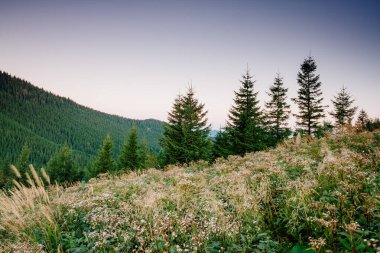 Parlak tepeler ve Alp Vadisi manzarası. Mekan Karpatlar, Ukrayna, Avrupa. Harika bir yaz duvar kâğıdı. Harika bir açık hava tatili. Dünyanın güzelliğini ve vahşi yaşamını keşfedin..