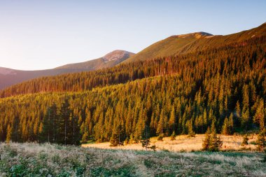 Parlak tepeler ve Alp Vadisi manzarası. Mekan Karpatlar, Ukrayna, Avrupa. Harika bir yaz duvar kâğıdı. Harika bir açık hava tatili. Dünyanın güzelliğini ve vahşi yaşamını keşfedin..
