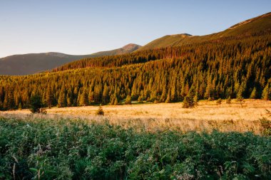 Büyük tepeler ve Alp Vadisi manzarası. Mekan Karpatlar, Ukrayna, Avrupa. Harika bir yaz duvar kâğıdı. Harika bir açık hava tatili. Dünyanın güzelliğini ve vahşi yaşamını keşfedin..