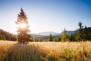 Parlak tepeler ve Alp Vadisi manzarası. Mekan Karpatlar, Ukrayna, Avrupa. Harika bir yaz duvar kâğıdı. Açık havada güneşli bir gün. Dünyanın güzelliğini ve vahşi yaşamını keşfedin..