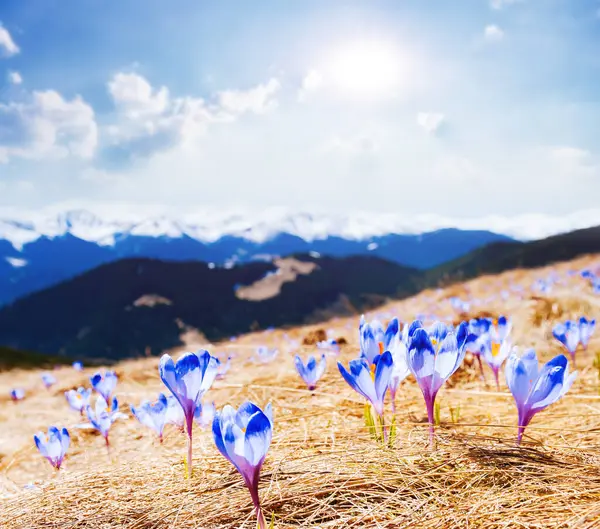 Alp Vadisi 'nin ilk çiçekleri muhteşemdir. Muhteşem bir gün ve resim gibi bir manzara. Karpatlar 'ın yeri, Ukrayna, Avrupa. Duvar kağıdının harika bir görüntüsü. Dünyanın güzelliğini ve vahşi yaşamını keşfedin..