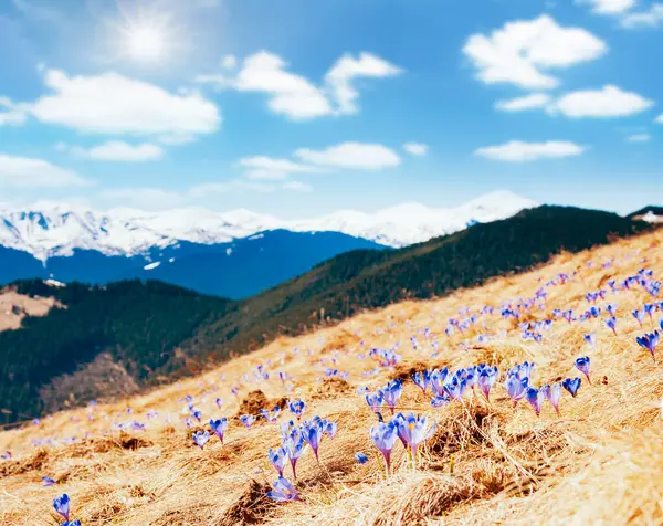 Alp Vadisi 'nin ilk çiçekleri muhteşemdir. Muhteşem bir gün ve resim gibi bir manzara. Karpatlar 'ın yeri, Ukrayna, Avrupa. Doğal bileşim. Dünyanın güzelliğini ve vahşi yaşamını keşfedin..