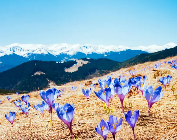 Alp Vadisi 'nin ilk çiçekleri muhteşemdir. Muhteşem bir gün ve resim gibi bir manzara. Karpatlar 'ın yeri, Ukrayna, Avrupa. Doğal bileşim. Dünyanın güzelliğini ve vahşi yaşamını keşfedin..