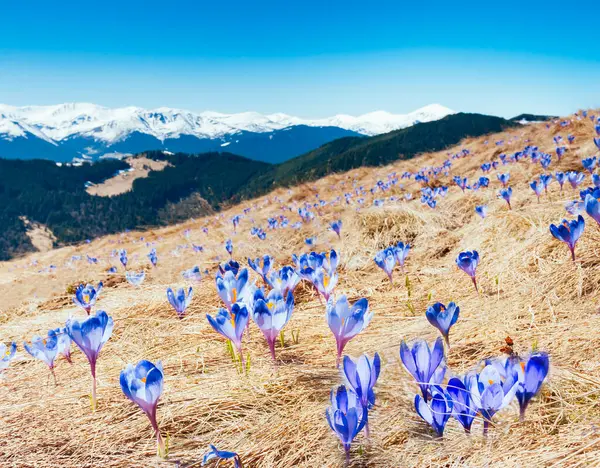 Alp Vadisi 'nin ilk çiçekleri muhteşemdir. Muhteşem bir gün ve resim gibi bir manzara. Karpatlar 'ın yeri, Ukrayna, Avrupa. Duvar kağıdının harika bir görüntüsü. Dünyanın güzelliğini ve vahşi yaşamını keşfedin..