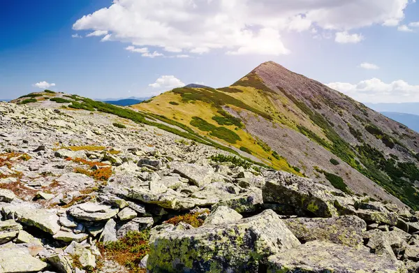 Parlak tepeler ve Alp Vadisi manzarası. Mekan Karpatlar, Ukrayna, Avrupa. Harika bir yaz duvar kâğıdı. Açık havada güneşli bir gün. Dünyanın güzelliğini ve vahşi yaşamını keşfedin..