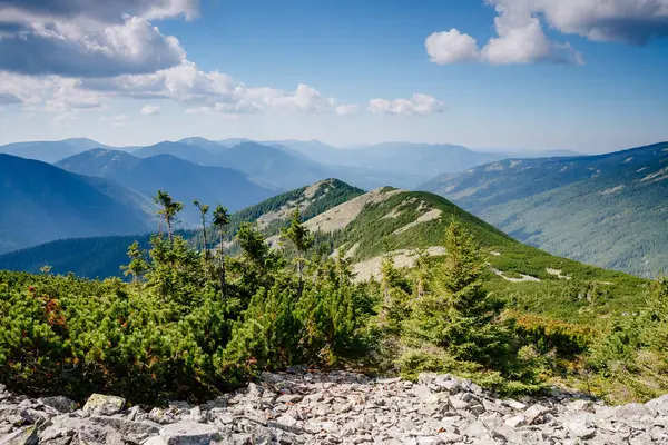 Parlak tepeler ve Alp Vadisi manzarası. Mekan Karpatlar, Ukrayna, Avrupa. Harika bir yaz duvar kâğıdı. Harika bir açık hava tatili. Dünyanın güzelliğini ve vahşi yaşamını keşfedin..