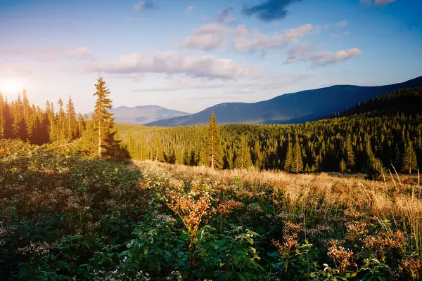 Parlak tepeler ve Alp Vadisi manzarası. Mekan Karpatlar, Ukrayna, Avrupa. Harika bir yaz duvar kâğıdı. Açık havada güneşli bir gün. Dünyanın güzelliğini ve vahşi yaşamını keşfedin..