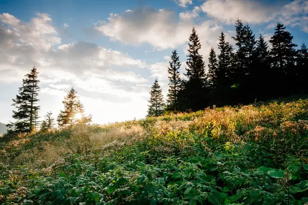Parlak tepeler ve Alp Vadisi manzarası. Mekan Karpatlar, Ukrayna, Avrupa. Harika bir yaz duvar kâğıdı. Açık havada güneşli bir gün. Dünyanın güzelliğini ve vahşi yaşamını keşfedin..