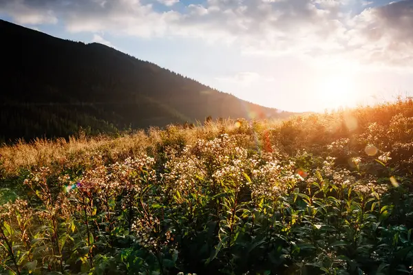 Parlak tepeler ve Alp Vadisi manzarası. Mekan Karpatlar, Ukrayna, Avrupa. Harika bir yaz duvar kâğıdı. Açık havada güneşli bir gün. Dünyanın güzelliğini ve vahşi yaşamını keşfedin..