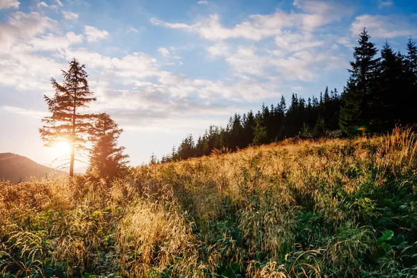 Parlak tepeler ve Alp Vadisi manzarası. Mekan Karpatlar, Ukrayna, Avrupa. Harika bir yaz duvar kâğıdı. Açık havada güneşli bir gün. Dünyanın güzelliğini ve vahşi yaşamını keşfedin..