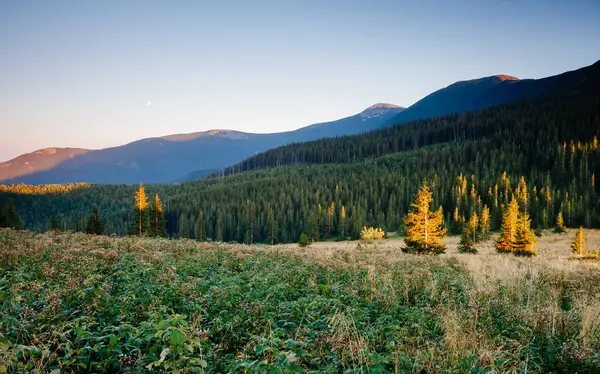 Büyük tepeler ve Alp Vadisi manzarası. Mekan Karpatlar, Ukrayna, Avrupa. Harika bir yaz duvar kâğıdı. Harika bir açık hava tatili. Dünyanın güzelliğini ve vahşi yaşamını keşfedin..