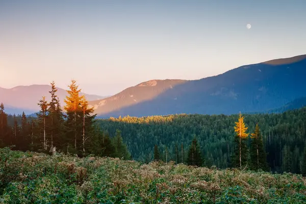 Büyük tepeler ve Alp Vadisi manzarası. Mekan Karpatlar, Ukrayna, Avrupa. Harika bir yaz duvar kâğıdı. Harika bir açık hava tatili. Dünyanın güzelliğini ve vahşi yaşamını keşfedin..