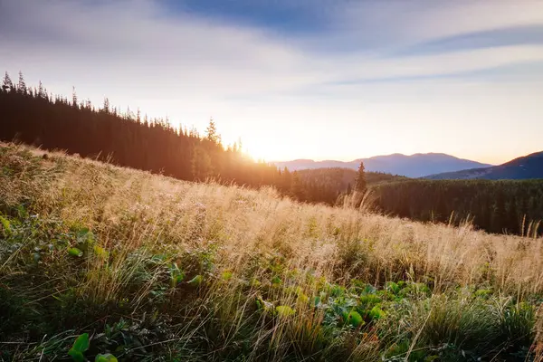 Parlak tepeler ve Alp Vadisi manzarası. Mekan Karpatlar, Ukrayna, Avrupa. Harika bir yaz duvar kâğıdı. Açık havada güneşli bir gün. Dünyanın güzelliğini ve vahşi yaşamını keşfedin..