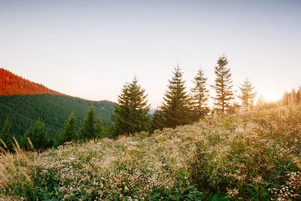Parlak tepeler ve Alp Vadisi manzarası. Mekan Karpatlar, Ukrayna, Avrupa. Harika bir yaz duvar kâğıdı. Açık havada güneşli bir gün. Dünyanın güzelliğini ve vahşi yaşamını keşfedin..