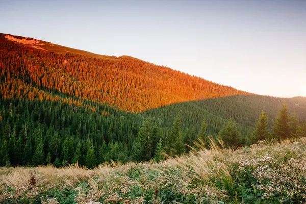 Parlak tepeler ve Alp Vadisi manzarası. Mekan Karpatlar, Ukrayna, Avrupa. Harika bir yaz duvar kâğıdı. Açık havada güneşli bir gün. Dünyanın güzelliğini ve vahşi yaşamını keşfedin..