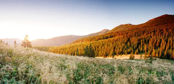 Büyük tepeler ve Alp Vadisi manzarası. Mekan Karpatlar, Ukrayna, Avrupa. Harika bir yaz duvar kâğıdı. Harika bir açık hava tatili. Dünyanın güzelliğini ve vahşi yaşamını keşfedin..