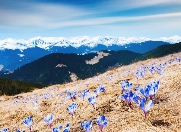Alp Vadisi 'nin ilk çiçekleri muhteşemdir. Muhteşem bir gün ve resim gibi bir manzara. Karpatlar 'ın yeri, Ukrayna, Avrupa. Doğal bileşim. Dünyanın güzelliğini ve vahşi yaşamını keşfedin..