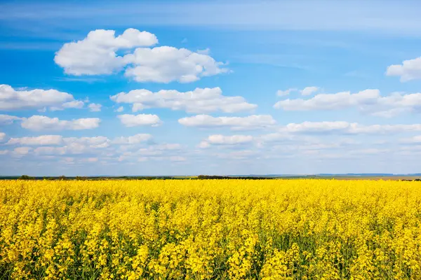 Güneş ışığındaki büyük kanola tarlası. Muhteşem bir gün ve resim gibi bir manzara. Ukrayna, Avrupa 'nın kırsal kesiminde. Duvar kağıdının harika bir görüntüsü. Ekoloji konsepti, küresel ısınma. Dünyanın güzelliğini keşfedin.