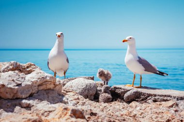 Atlas Okyanusu 'ndaki Kuş Yuvası. Dışarıdaki resim sahnesi. Konum Dyrholaey Sahili İzlanda, Avrupa. Harika ve muhteşem bir gün. Vahşi yaşamın benzersiz resimleri. Dünyanın güzelliğini keşfedin.