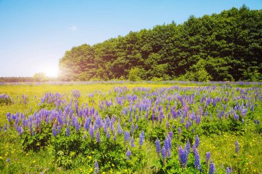 Göz kamaştırıcı taze çiçekler ve mavi gökyüzü. Muhteşem bir gün ve güzel bir sahne. Karpat Dağları, Ukrayna. Harika bir duvar kağıdı. Soyut mevsimsel arka plan. Dünyanın güzelliğini keşfedin