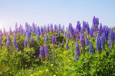 Göz kamaştırıcı taze çiçekler ve mavi gökyüzü. Muhteşem bir gün ve güzel bir sahne. Karpat Dağları, Ukrayna. Harika bir duvar kağıdı. Soyut mevsimsel arka plan. Dünyanın güzelliğini keşfedin