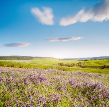 Göz kamaştırıcı taze çiçekler ve mavi gökyüzü. Muhteşem bir gün ve güzel bir sahne. Karpat Dağları, Ukrayna. Harika bir duvar kağıdı. Soyut mevsimsel arka plan. Dünyanın güzelliğini keşfedin.