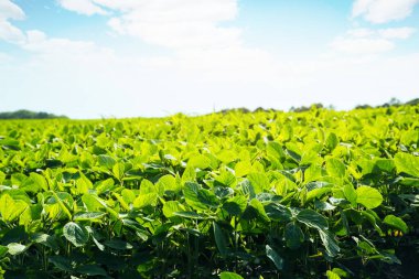 Beyaz kabarık bulutlu kırsal alan büyüleyici bir manzara. Fantastik ve muhteşem bir gün. Ukrayna, Avrupa 'nın kırsal kesiminde. Duvar kağıdının harika bahar zamanı. Organik konsept. Güzellik dünyası.