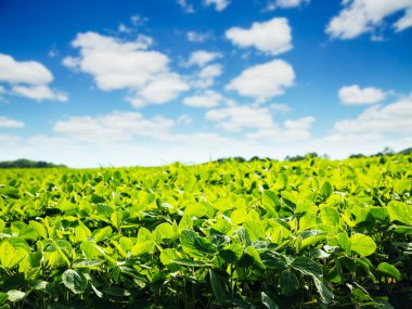 Beyaz kabarık bulutlu kırsal alan büyüleyici bir manzara. Fantastik ve muhteşem bir gün. Ukrayna, Avrupa 'nın kırsal kesiminde. Duvar kağıdının harika bahar zamanı. Ekoloji konsepti. Güzellik dünyası.