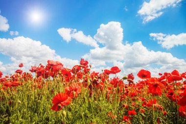 Beyaz tüylü bulutlarla tarlada açmakta olan gelincikler. Baharda yabani çiçekler. Güzel bir gün ve muhteşem bir sahne. Harika bir duvar kağıdı. Ukrayna, Avrupa 'nın kırsal kesiminde. Dünyanın güzelliğini keşfedin. 