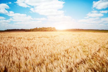 Olgun buğday, güneş ışığında parlar. Yazın harika bir gün. Ukrayna, Avrupa 'nın kırsal kesiminde. Doğal ürünlerin ekolojik üretimi. Dünyanın güzelliğini keşfedin.