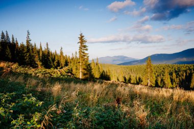 Parlak tepeler ve Alp Vadisi manzarası. Mekan Karpatlar, Ukrayna, Avrupa. Harika bir yaz duvar kâğıdı. Harika bir açık hava tatili. Dünyanın güzelliğini ve vahşi yaşamını keşfedin..