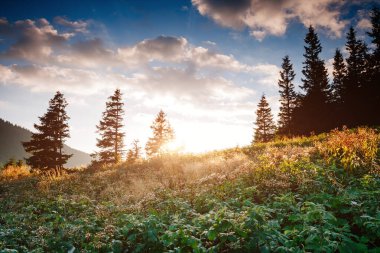 Büyük tepeler ve Alp Vadisi manzarası. Mekan Karpatlar, Ukrayna, Avrupa. Harika bir yaz duvar kâğıdı. Harika bir açık hava tatili. Dünyanın güzelliğini ve vahşi yaşamını keşfedin..