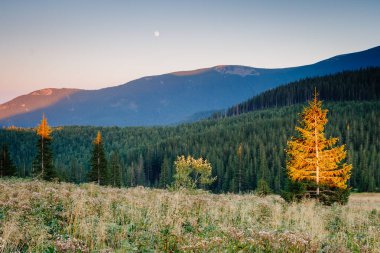 Büyük tepeler ve Alp Vadisi manzarası. Mekan Karpatlar, Ukrayna, Avrupa. Harika bir yaz duvar kâğıdı. Harika bir açık hava tatili. Dünyanın güzelliğini ve vahşi yaşamını keşfedin..