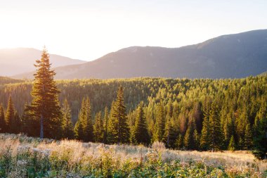 Parlak tepeler ve Alp Vadisi manzarası. Mekan Karpatlar, Ukrayna, Avrupa. Harika bir yaz duvar kâğıdı. Açık havada güneşli bir gün. Dünyanın güzelliğini ve vahşi yaşamını keşfedin..