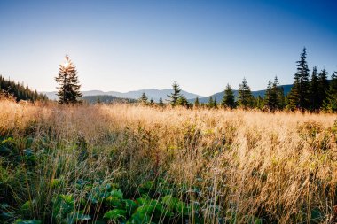 Parlak tepeler ve Alp Vadisi manzarası. Mekan Karpatlar, Ukrayna, Avrupa. Harika bir yaz duvar kâğıdı. Harika bir açık hava tatili. Dünyanın güzelliğini ve vahşi yaşamını keşfedin..