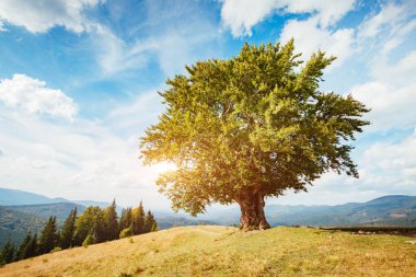 Sabahın köründe bir çiftliğin etrafında parlak bir kırsal alan. Resimli bir gün ve muhteşem bir sahne. Mekan Karpatlar, Ukrayna, Avrupa. Konsept ekoloji koruması. Dünyanın güzelliğini keşfedin.