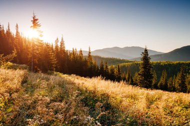 Parlak tepeler ve Alp Vadisi manzarası. Mekan Karpatlar, Ukrayna, Avrupa. Harika bir yaz duvar kâğıdı. Açık havada güneşli bir gün. Dünyanın güzelliğini ve vahşi yaşamını keşfedin..