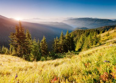 Parlak tepeler ve Alp Vadisi manzarası. Mekan Karpatlar, Ukrayna, Avrupa. Harika bir yaz duvar kâğıdı. Açık havada güneşli bir gün. Dünyanın güzelliğini ve vahşi yaşamını keşfedin..