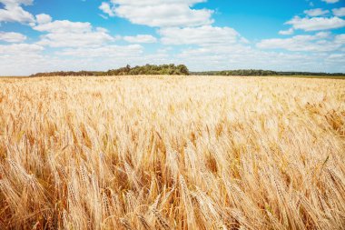 Olgun buğday, güneş ışığında parlar. Yazın harika bir gün. Ukrayna, Avrupa 'nın kırsal kesiminde. Doğal ürünlerin ekolojik üretimi. Dünyanın güzelliğini keşfedin.