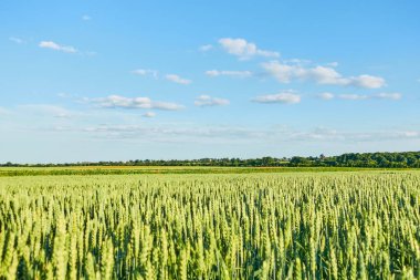 Beyaz kabarık bulutlu kırsal bölge alışılmadık bir manzara. İlkbaharda harika bir gün. Ukrayna, Avrupa 'nın kırsal kesiminde. Doğal ürünlerin ekolojik üretimi. Güzellik dünyası.