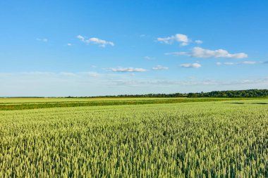 Beyaz kabarık bulutlu kırsal bölge alışılmadık bir manzara. İlkbaharda harika bir gün. Ukrayna, Avrupa 'nın kırsal kesiminde. Doğal ürünlerin ekolojik üretimi. Güzellik dünyası.