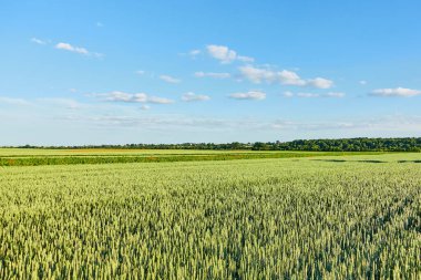 Beyaz kabarık bulutlu kırsal bölge alışılmadık bir manzara. İlkbaharda harika bir gün. Ukrayna, Avrupa 'nın kırsal kesiminde. Doğal ürünlerin ekolojik üretimi. Güzellik dünyası.