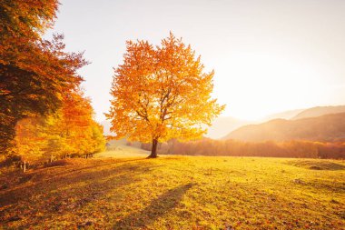 Dağ vadisinde tepedeki parlak kayın ağacının muhteşem görüntüsü. Dramatik bir sahne. Turuncu ve sarı yapraklar. Mekan Karpatlar, Ukrayna, Avrupa. Güzellik dünyası. Yumuşak filtre etkisi.
