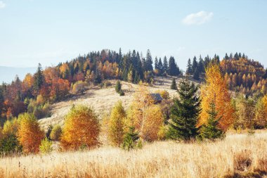 Sihirli vadideki ağaçların güneşli ışınlar içindeki görkemli görüntüsü. Muhteşem ve pitoresk bir sabah sahnesi. Kırmızı ve sarı yapraklar. Mekan Karpatlar, Sheshory Resort, Ukrayna, Avrupa. Güzellik dünyası.