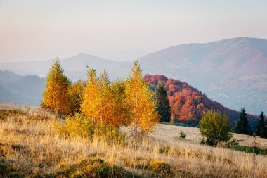 Sihirli vadideki ağaçların güneşli ışınlar içindeki görkemli görüntüsü. Muhteşem ve pitoresk bir sabah sahnesi. Kırmızı ve sarı yapraklar. Mekan Karpatlar, Sheshory Resort, Ukrayna, Avrupa. Güzellik dünyası.