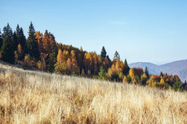 Güneşli ışıklardaki parlak tepelerin çarpıcı görüntüsü. Muhteşem ve pitoresk bir sabah sahnesi. Kırmızı ve sarı yapraklar. Mekan Karpatlar, Sheshory Resort, Ukrayna, Avrupa. Sıcak bir ton. Güzellik dünyası